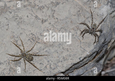 Thinlegged Wolf Spider, Pardosa sp., hommes sur la droite Banque D'Images