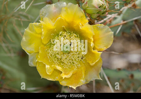 Le figuier de Barbarie, Opuntia phaeacantha, blossom Banque D'Images