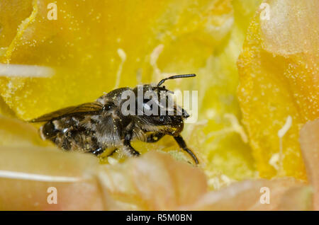 Le bout Orange, Lithurgopsis Woodborer apicalis, femme dans le figuier de barbarie, Opuntia phaeacantha, blossom Banque D'Images