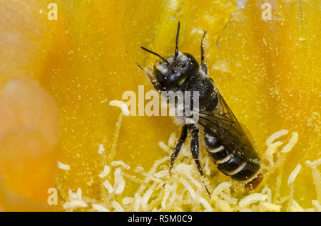 Le bout Orange, Lithurgopsis Woodborer apicalis, femme dans le figuier de barbarie, Opuntia phaeacantha, blossom Banque D'Images