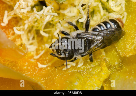 Le bout Orange, Lithurgopsis Woodborer apicalis, femme dans le figuier de barbarie, Opuntia phaeacantha, blossom Banque D'Images