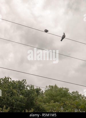 Deux pigeons à l'extérieur sur le dessus d'un train ligne électrique Banque D'Images