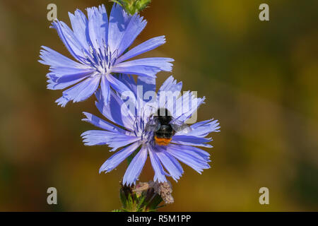 Red-tailed bumblebee sur fleurs bleu ciel de la chicorée. Du sud-est d'Amsterdam, Pays-Bas Banque D'Images