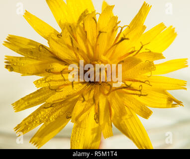 Pissenlit fleur jaune sur fond blanc de près de l'eau gouttelettes de rosée Taraxacum officinale Banque D'Images