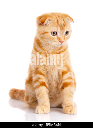 Belle Chat De Race Chaton Roux Portrait De Chat Ecossais De L Emplacement Sur Un Fond Blanc Photo Stock Alamy