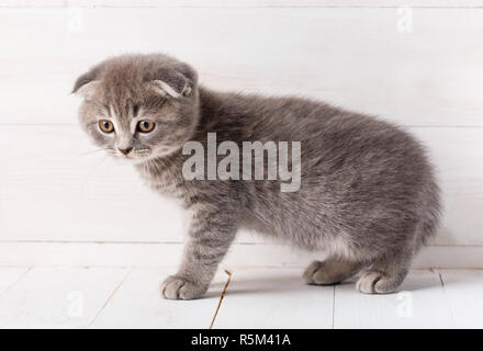 Scottish Fold chaton sur des planches Banque D'Images