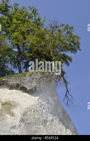 Danger de chutes d'arbres sur les rives de la côte de rÃ¼gen craie Banque D'Images