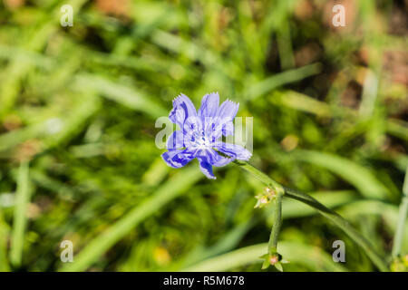 Le laiteron bleu glabre (Lactuca Plumieri) sur un pré en fleurs, Bucarest, Roumanie Banque D'Images