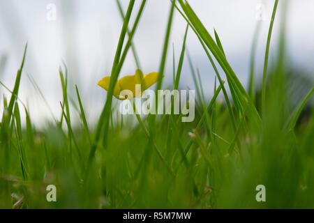 Bush vert jaune avec fleur, fleur solitaire hors focus Banque D'Images