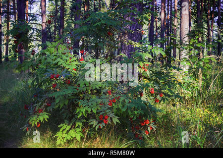 Le Sureau Rouge Ou Sambucus Racemosa Colorée Et De Plantes