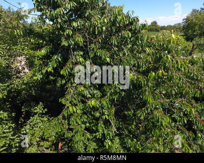 Succursales / filiale de cerises avec les baies mûres. Sweet Cherry ripe sur un arbre. Le mûrissement des baies de Sweet Cherry Banque D'Images