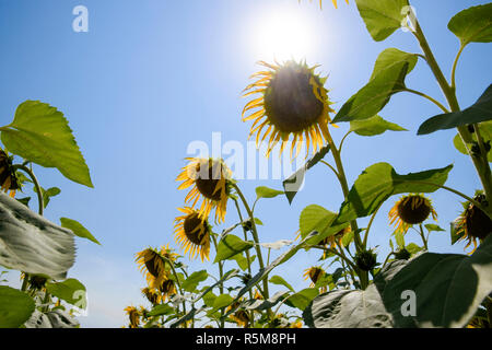 Une vue de dessous sur la floraison des tournesols. Champ de tournesol. Banque D'Images