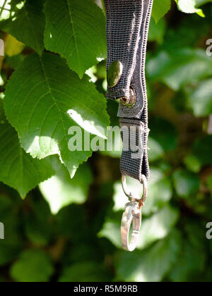 Collier pour chien perdu sur l'arbre à l'extérieur de l'anneau accroché à la lumière Banque D'Images