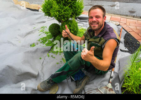 Un jardinier coupe un thuja ou hêtre arbre en forme. Banque D'Images