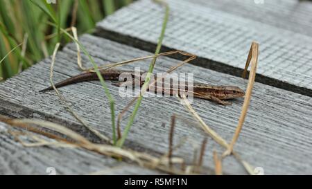 Lézards Zootoca vivipara (forêt) sur planche en bois chemin Banque D'Images