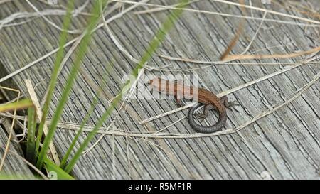 Forêt du nouveau-né (Zootoca vivipara) lézard sur planche en bois chemin Banque D'Images