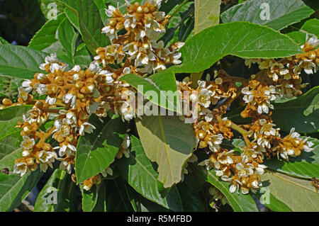 Eriobotrya japonica floraison, la nèfle, famille des Rosaceae Banque D'Images