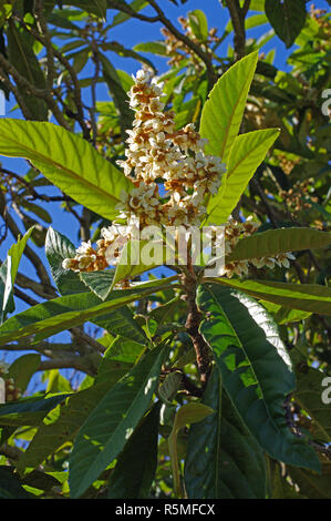 Eriobotrya japonica floraison, la nèfle, famille des Rosaceae Banque D'Images