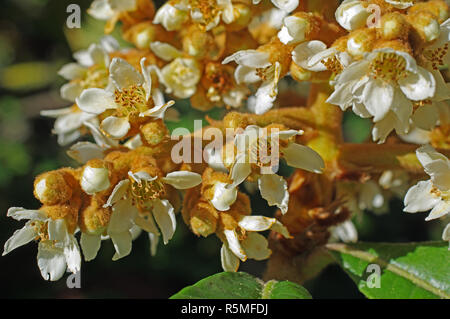 Eriobotrya japonica floraison, la nèfle, famille des Rosaceae Banque D'Images