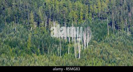 Fermer la vue d'arbres morts, de l'estran sur une île boisée, région de Tofino, Vancouver Island, réserve de parc national Pacific Rim, British Columbia, Canada Banque D'Images