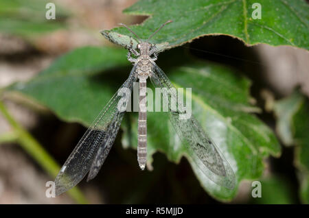 Antlion, Euptilon ornatum Banque D'Images