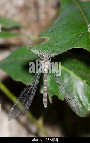 Antlion, Euptilon ornatum Banque D'Images