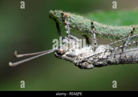 Antlion, Euptilon ornatum Banque D'Images