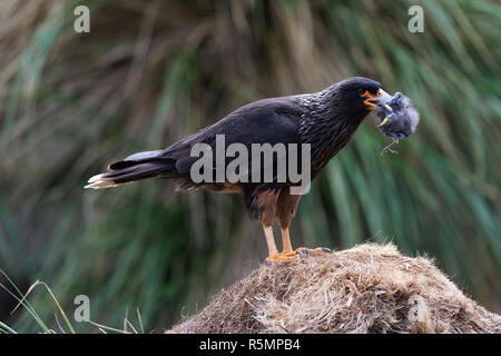 Phalcoboenus australis caracara strié debout sur l'herbe tussock avec bec poussin dans dead island carcasse Iles Falkland Banque D'Images