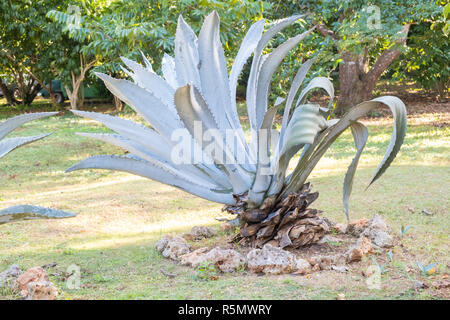 Agave grande usine américaine photographiée sur une plantation à Cuba. Banque D'Images