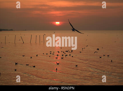 Silhouette de Flying Seagull contre lever du soleil Ciel et de la mer, Golfe de Thaïlande Banque D'Images