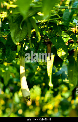 Concombre bio gourd sur treillis Banque D'Images