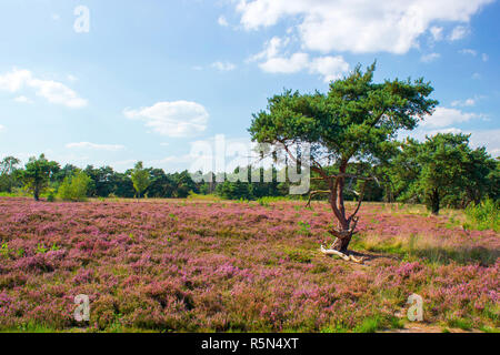 Le parc national de maasduinen en landes aux Pays-Bas Banque D'Images