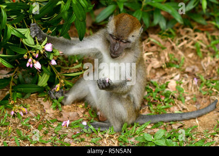 Funny Monkey eating Banque D'Images