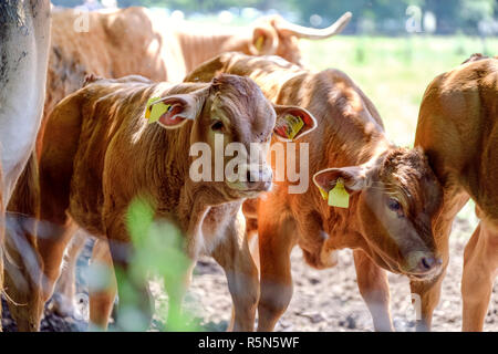 Les vaches sur l'Alpage Banque D'Images