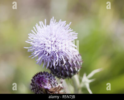 Fleurs rose pourpre fleur tête de chardon sauvage plante en terrain - Silybum marianum Banque D'Images