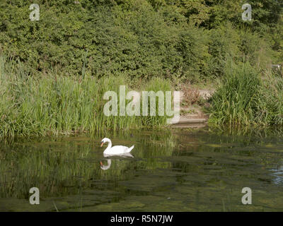 Un seul cygne muet sur le dessus d'un lac avec reflet dans l'eau campagne - Cygnus olor Banque D'Images