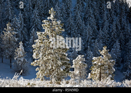 WA15378-00...WASHINGTON - soleil sur un arbre couvert de neige et de glace à l'Echo Ridge région nordique, au-dessus du lac Chelan dans la forêt nationale de Okanogan-Wenatchee Banque D'Images