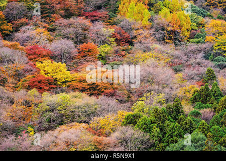 Arrière-plan de couleur de l'arbre d'automne gros plan Banque D'Images