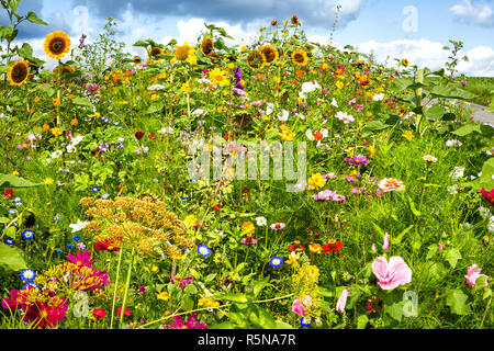 Champ de fleurs ensoleillées avec de nombreuses fleurs sauvages colorées Banque D'Images