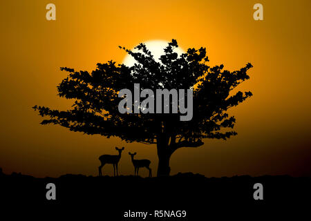 Cerfs Silhouette debout sous l'amandier et plage au coucher du soleil. Lumière dorée dans le crépuscule du temps. Banque D'Images