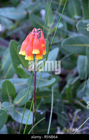 Cloches de Noël, Blandfordia nobilis, Blandfordiaceae. Floraison printemps été herbe vivace originaire de l'Est de l'Australie, Royal National Park Banque D'Images