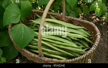 Panier tressé rempli de haricots fraîchement cueillis Banque D'Images