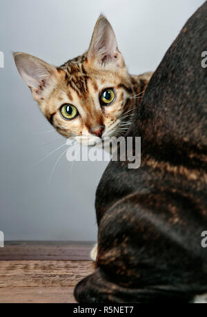 Jeune Chat Bengal kitten playing et dormir avec son ami Boston Terrier Banque D'Images