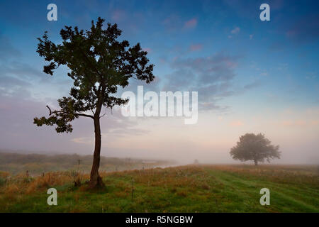 Matin brumeux sur une rivière. Les arbres sur un pré vert Banque D'Images