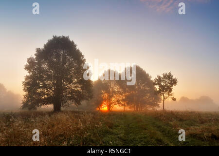 Paysage d'automne pittoresque misty dans une chênaie sur le pré Banque D'Images