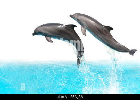 Deux dauphins sautent hors de l'eau isolé sur fond blanc avec clipping path Banque D'Images