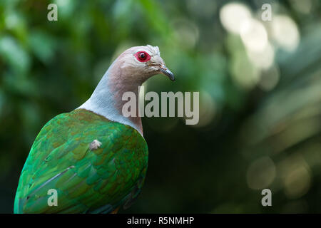 Cou rose pigeon vert Banque D'Images