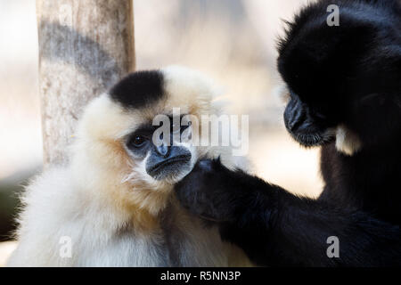 Primatte gibbon à joues jaunes (Nomascus gabriellae) Banque D'Images