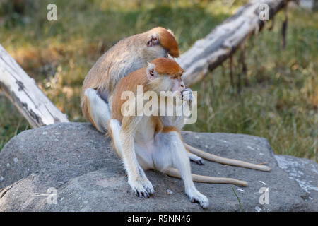 Patas (Erythrocebus patas) singe Banque D'Images