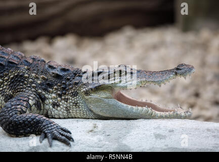 Portrait d'un Crocodile du Nil Banque D'Images